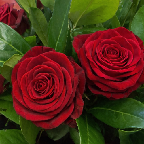red roses